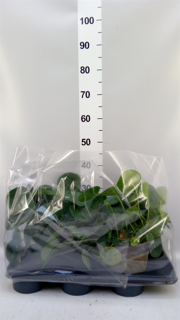 Pilea Peperomoides 17Ø 50cm