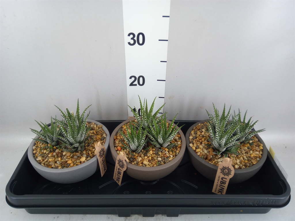Haworthia Big Band 18Ø 19cm