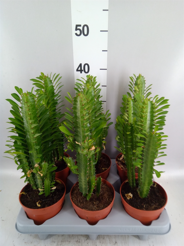 Euphorbia Trigona 12Ø 30cm