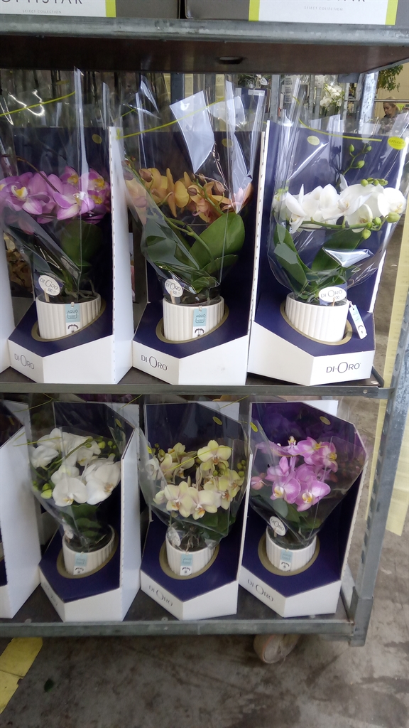 Phalaenopsis Asst 12Ø 50cm