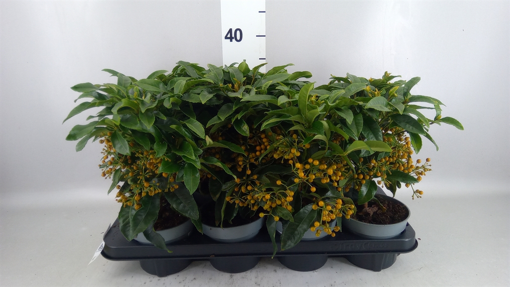 Ardisia Crenata 13Ø 30cm