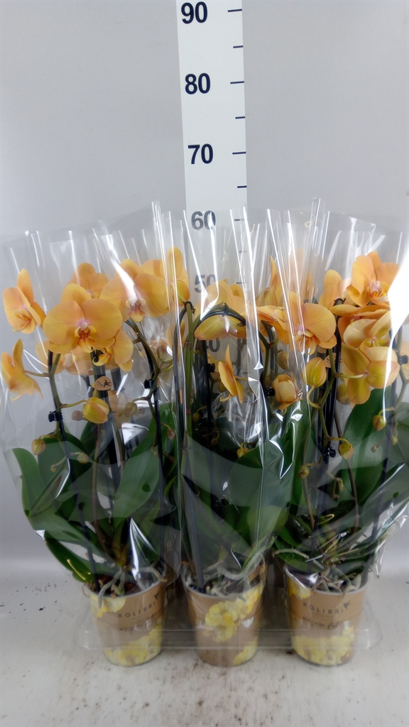 Phalaenopsis Cascade 12Ø 45cm 2st