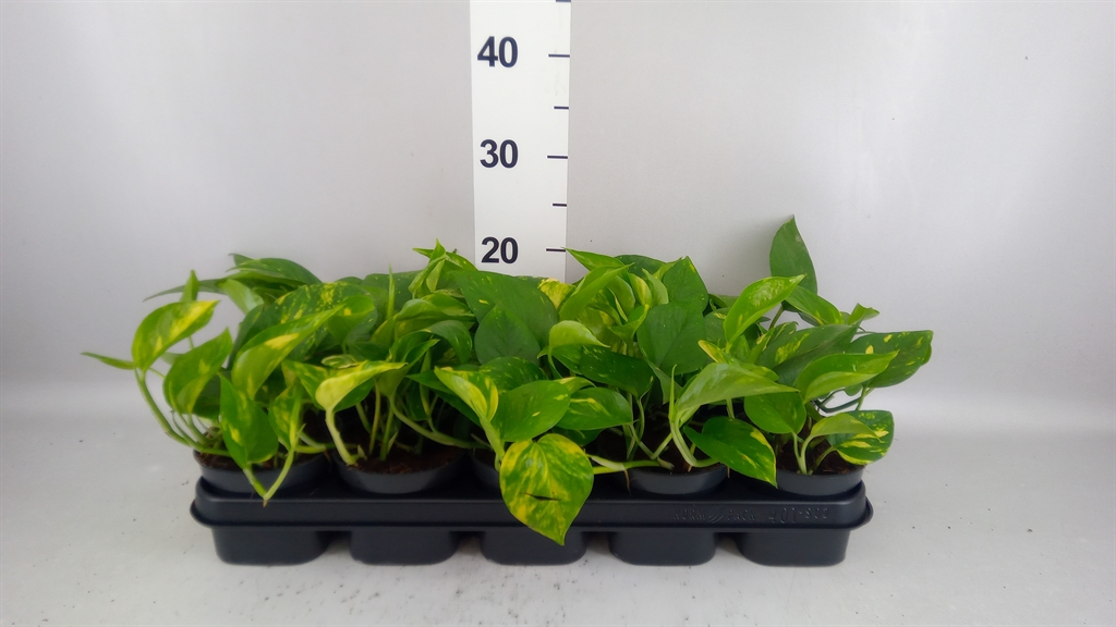 Epipremnum Aureum 12Ø 20cm