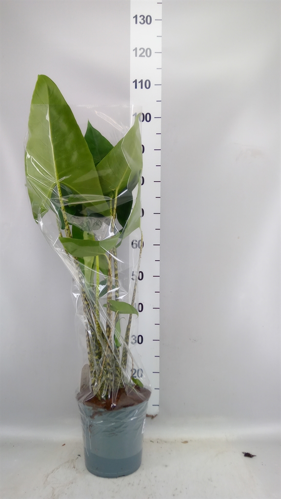 Alocasia Zebrina 21Ø 90cm