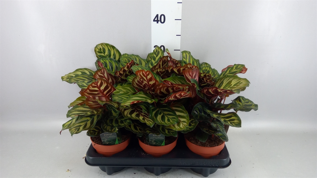 Calathea Makoyana 12Ø 25cm