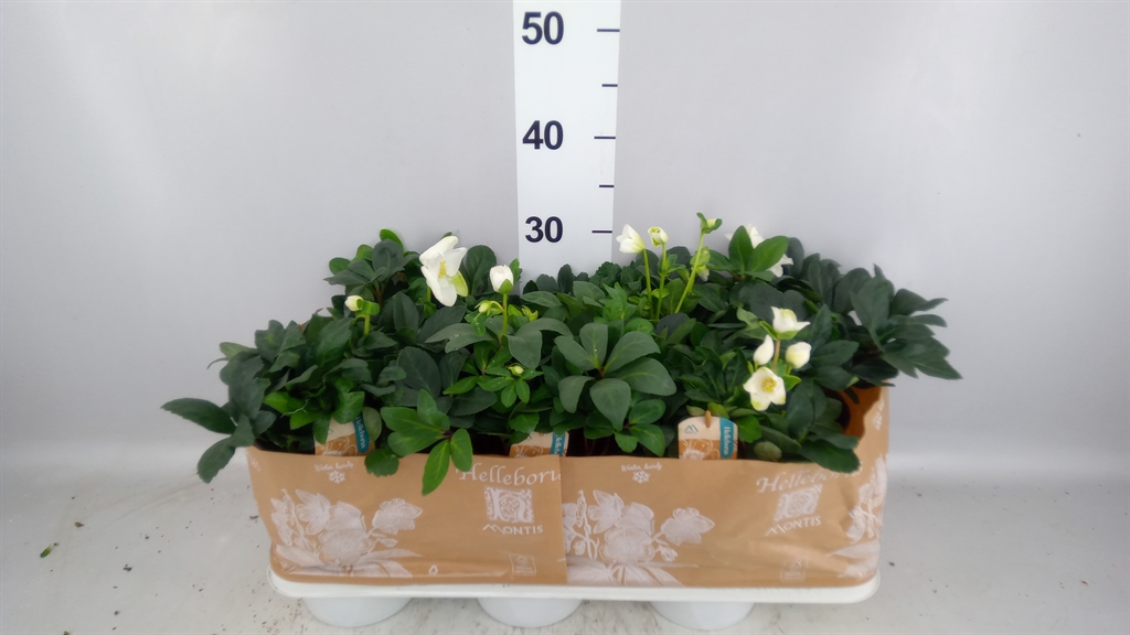 Helleborus Christmas Carol 15Ø 30cm