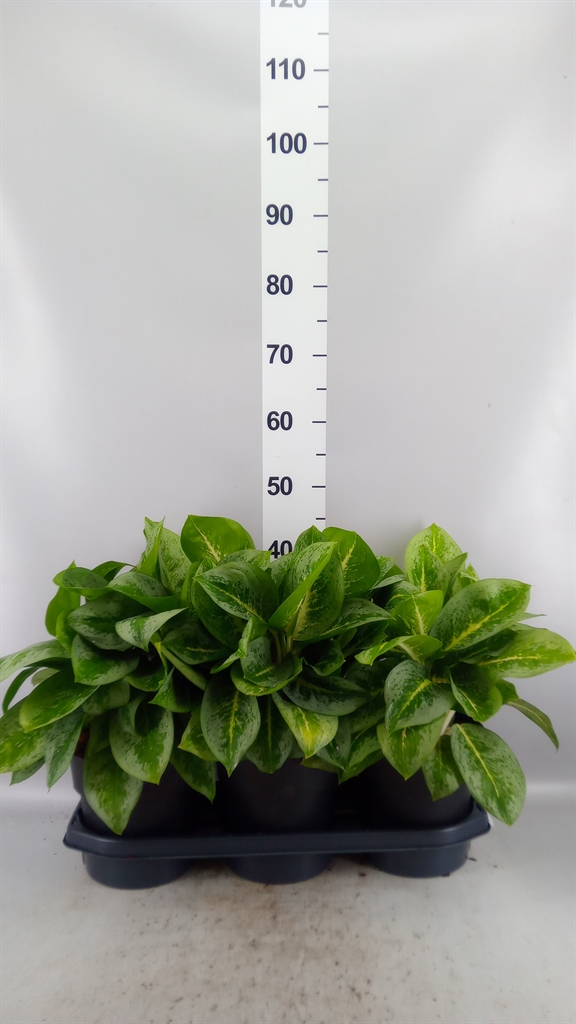 Aglao Lemon Mint 19Ø 50cm