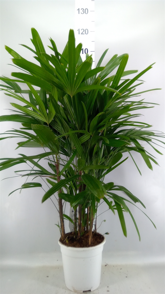 Rhapis Excelsa 21Ø 110cm