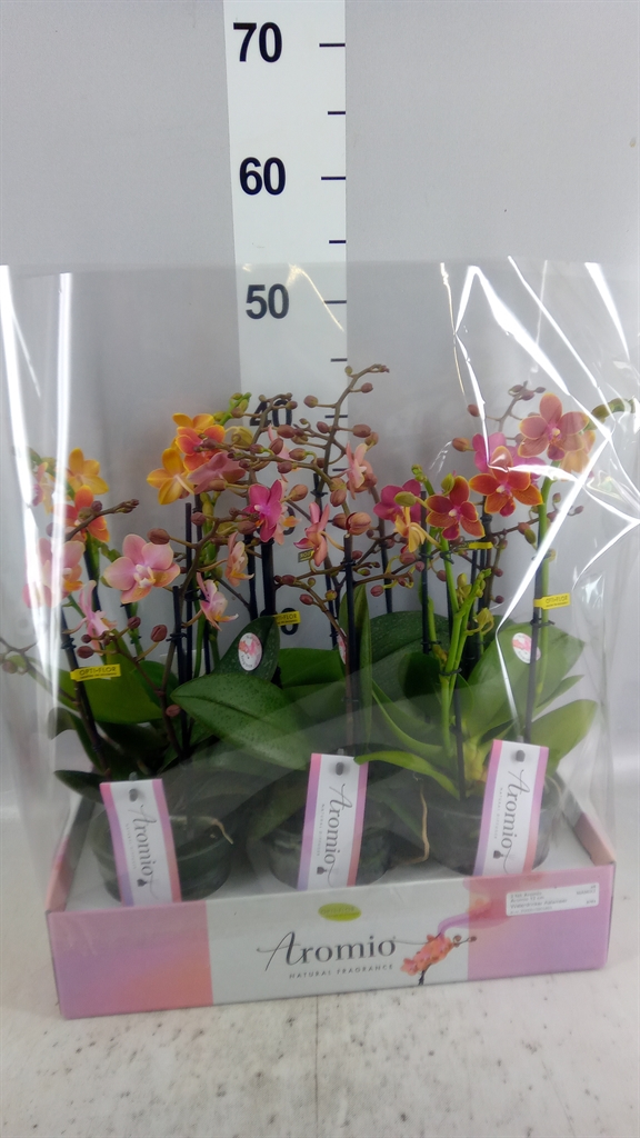Phal Mf Gem 3 Kl 12Ø 35cm