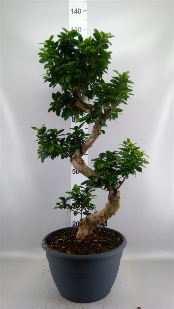 Ficus Microcarpa Ginseng 35Ø 115cm