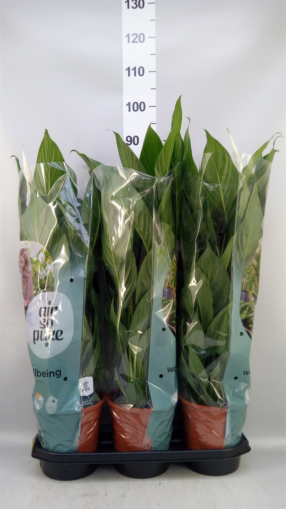 Spath Bingo Cupido 19Ø 80cm