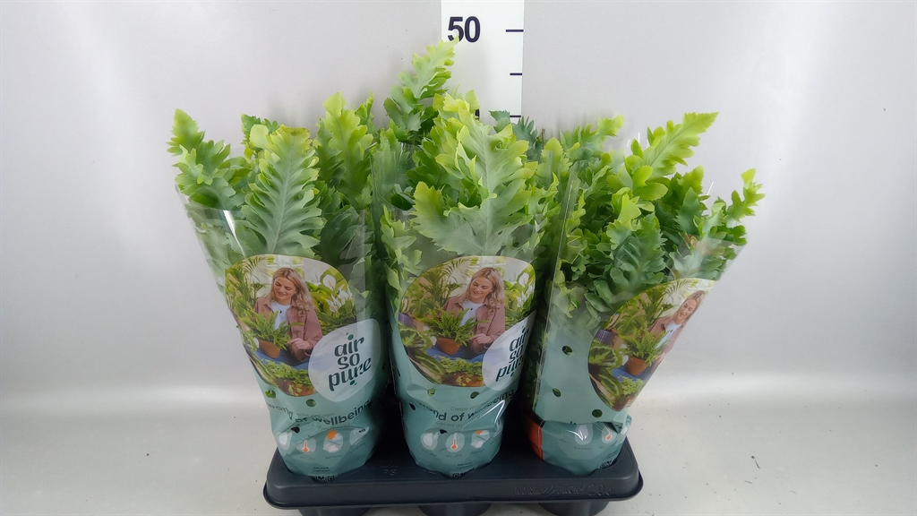 Phlebodium Aureum Davana 12Ø 35cm