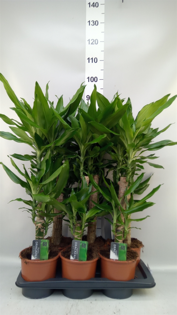Dra Frag Steudneri 17Ø 85cm