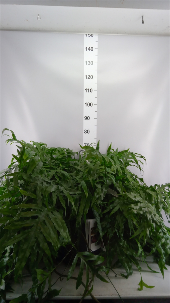 Microsorum Diversifo 35Ø 100cm