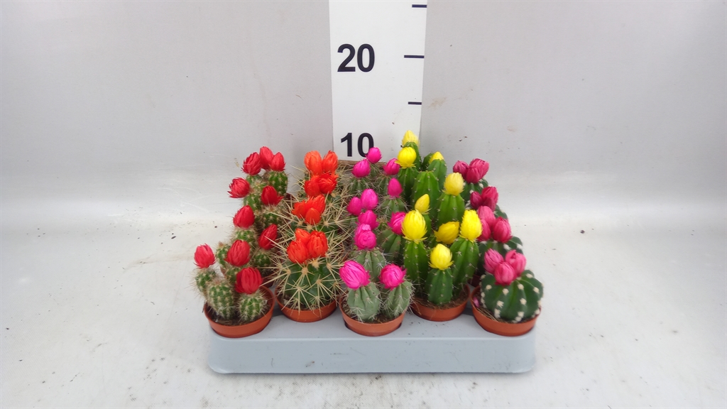 Cactus Decorated 5Ø 8cm
