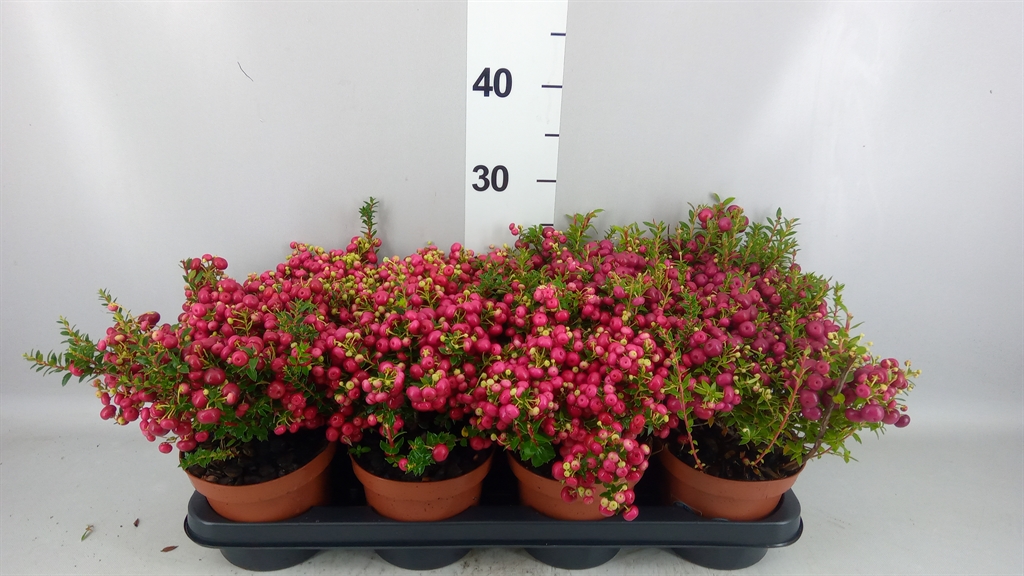 Gaultheria Mucronata 14Ø 25cm