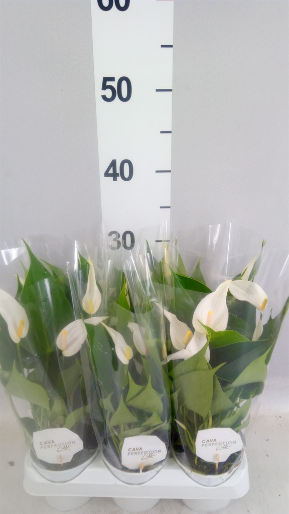 Anthurium Banderola Cava 9Ø 30cm