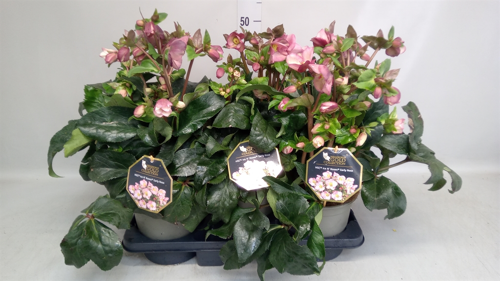 Helleborus Hgc Ice N' Roses Rose 19Ø 35cm