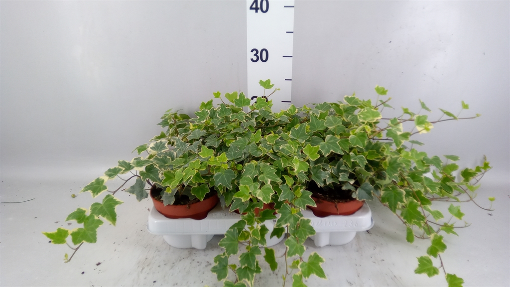 Hedera Helix Eva 13Ø 30cm