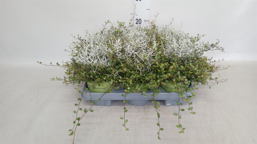 Leucophyta Brownii 13Ø 22cm