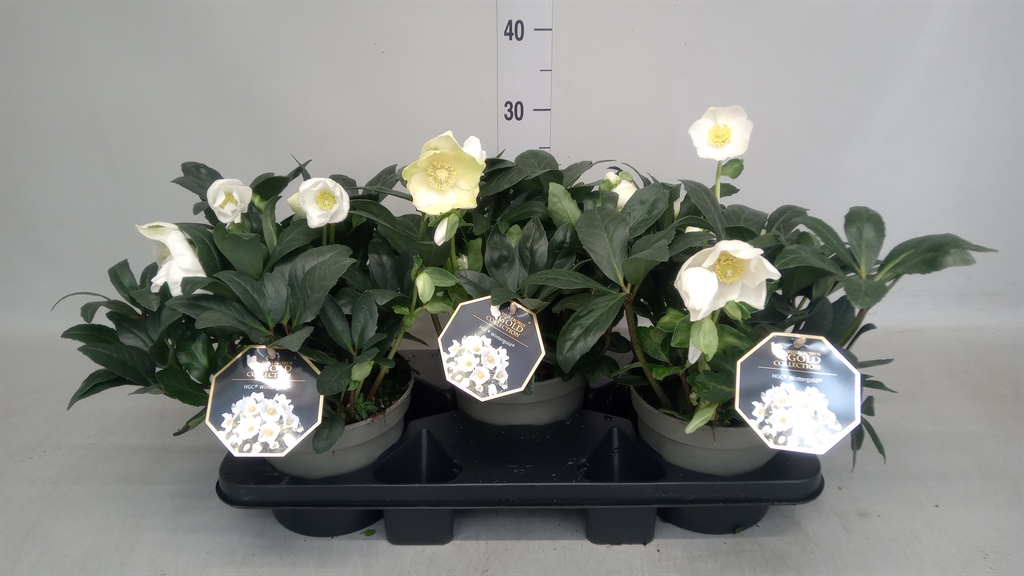 Helleborus Hgc Wintergold 17Ø 35cm