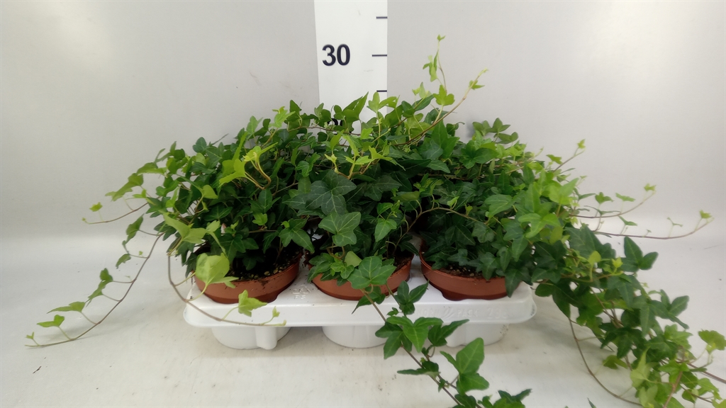 Hedera Helix Shamrock 13Ø 20cm