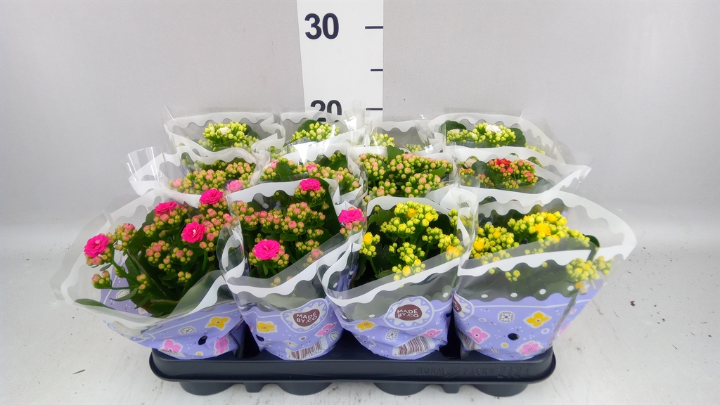 Kalanchoe Double Mix 9Ø 19cm