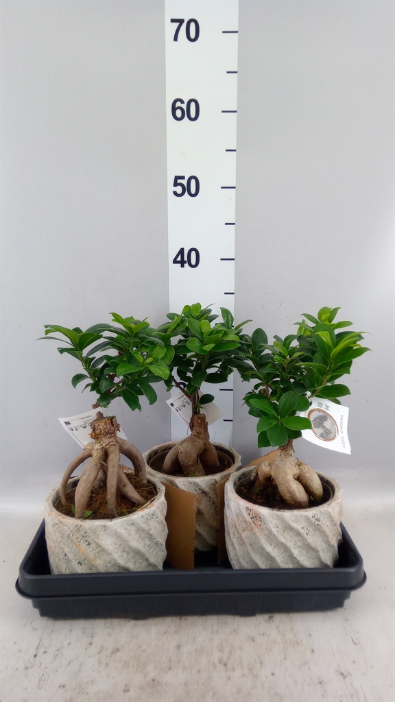 Ficus Microcarpa Ginseng 15Ø 35cm