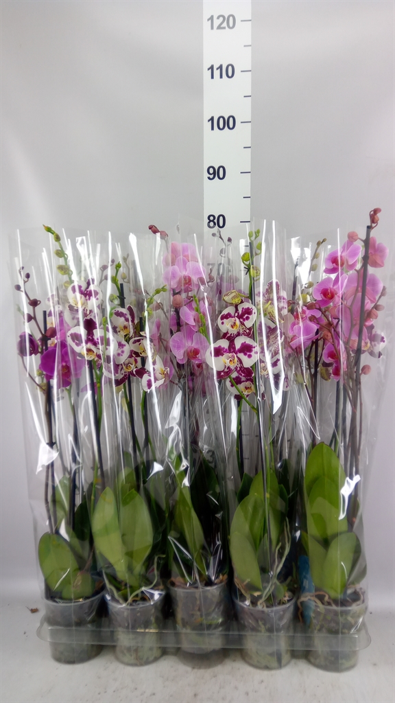 Phalaenopsis Mix 5 Colours 12Ø 55cm 3st