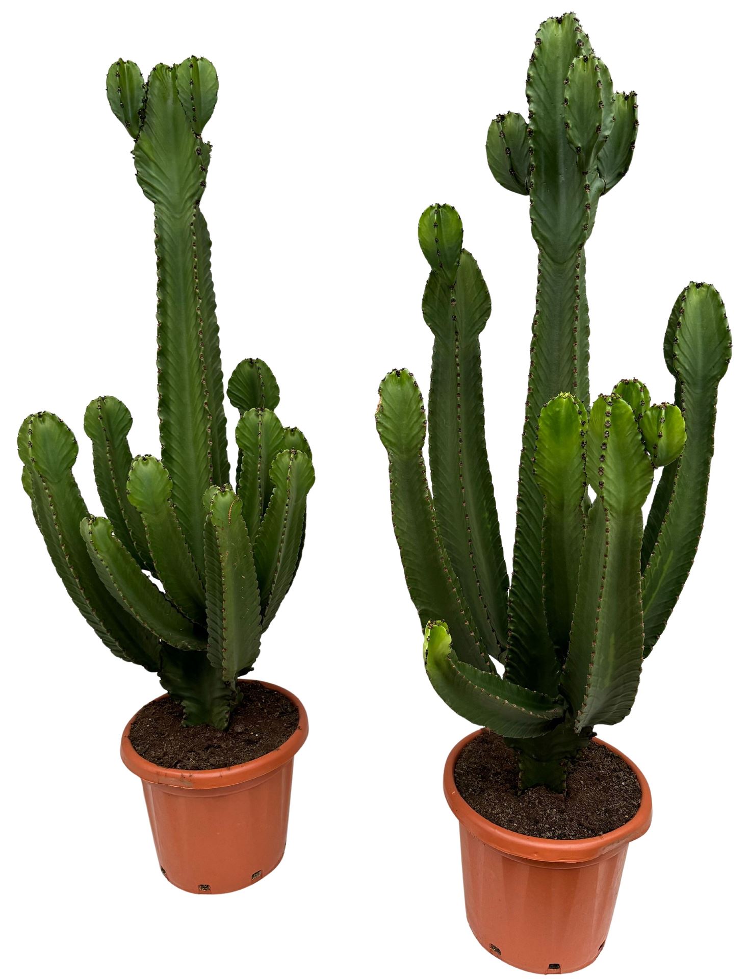Euphor Su Ingens 40Ø 120cm
