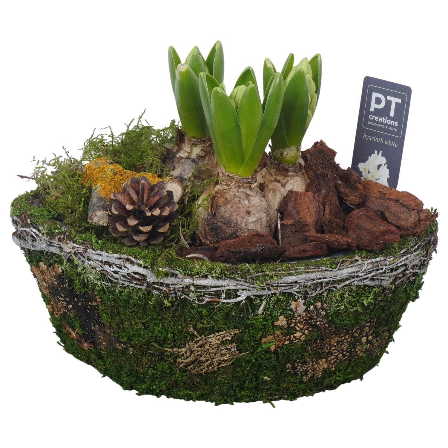 Arrangement Hyacinth 25Ø
