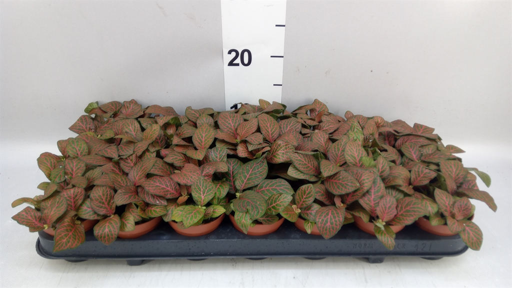 Fittonia Verschaffeltii Joly Josan 8Ø 12cm