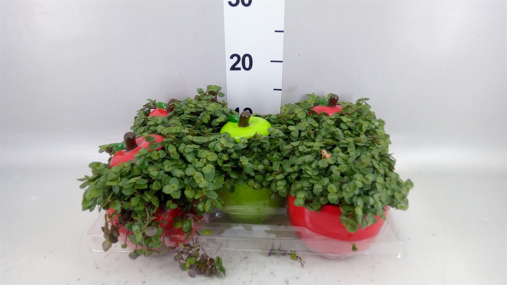 Callisia Repens 10Ø 20cm