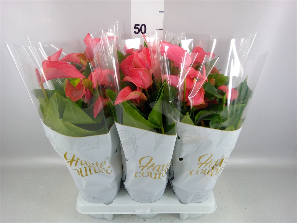 Anthurium Floriclone Romantico 14Ø 45cm