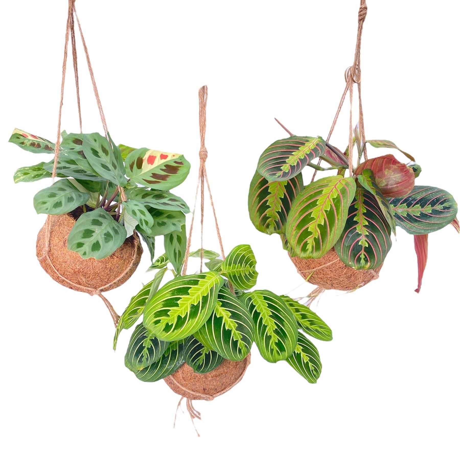 Maranta Overig 15Ø 20cm