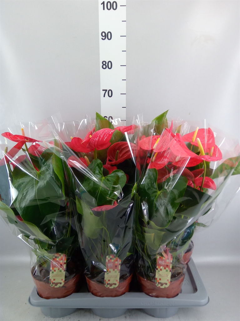 Anthurium California 17Ø 60cm