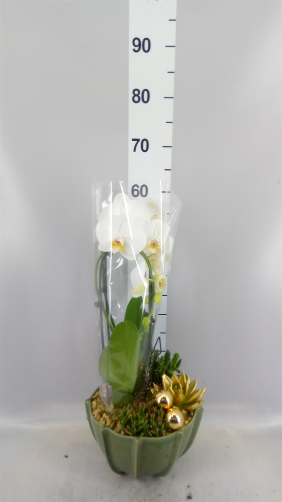 Arrangement Phalaenopsis Mt 23Ø
