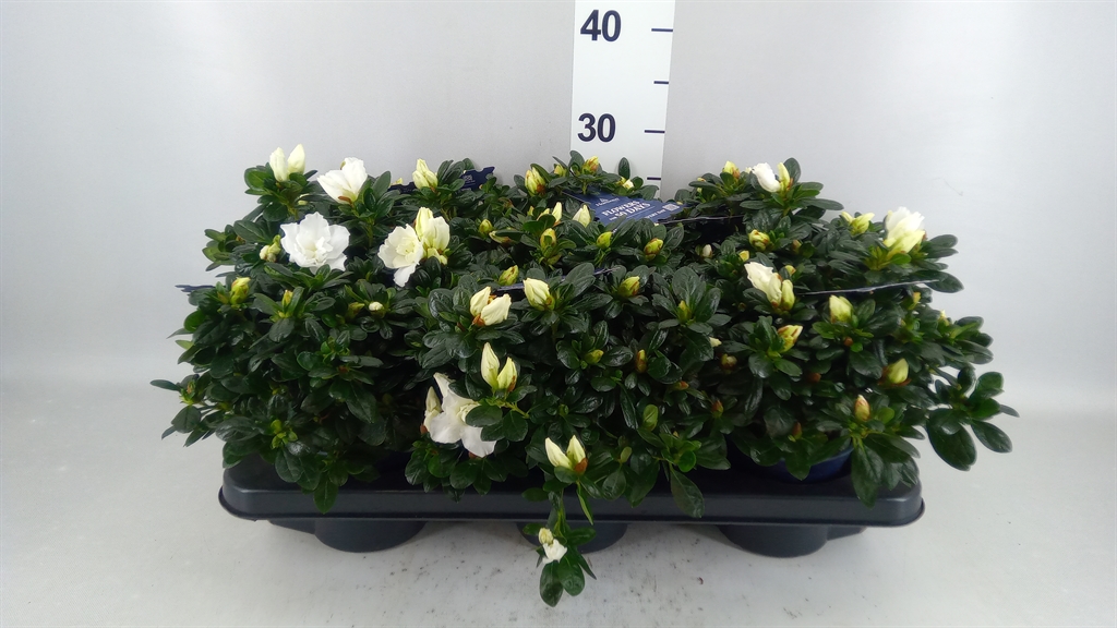 Rhododendron Hortinno Christine Belli 13Ø 25cm