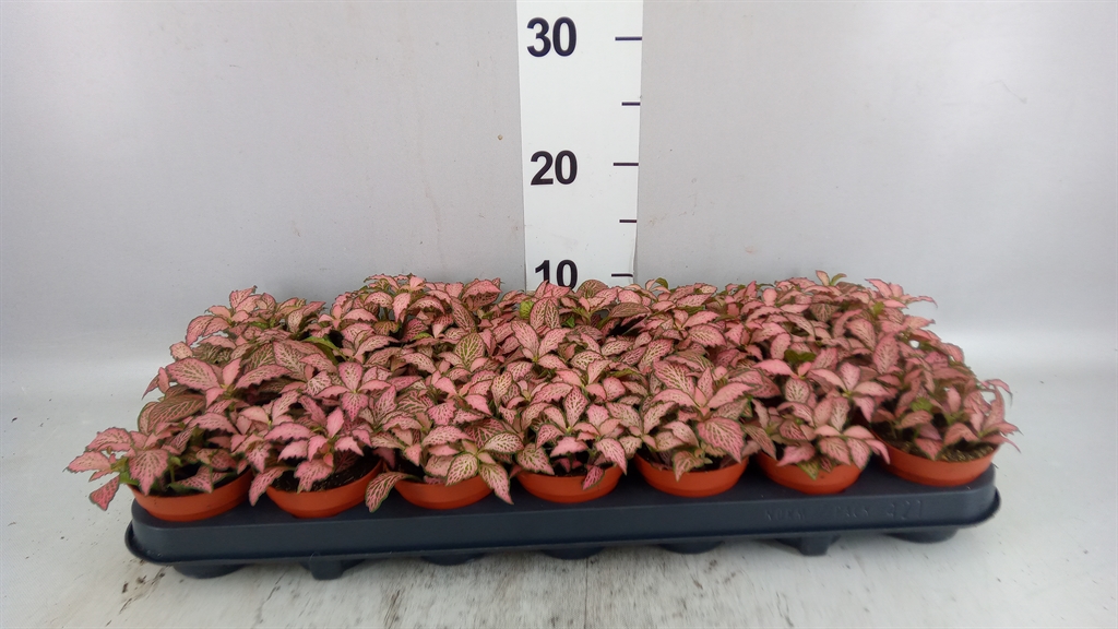 Fittonia Mosaic Pink Forest Flame 8Ø 12cm