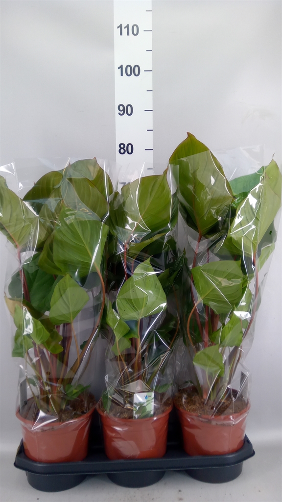 Homalomena Maggy 19Ø 55cm