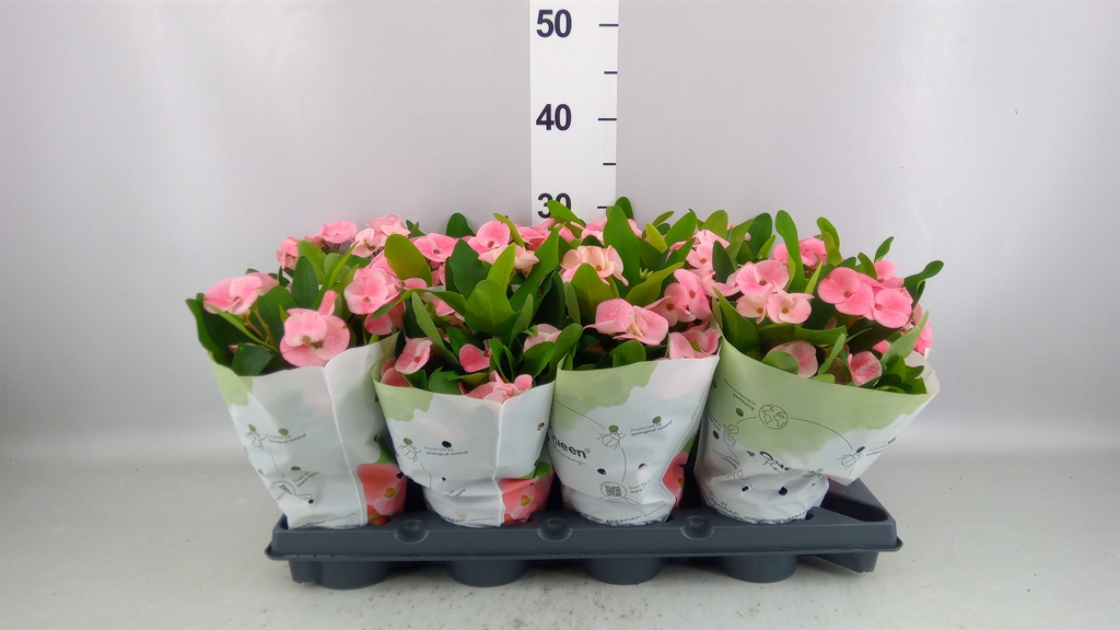 Euphorbia Charlotte 10Ø 26cm