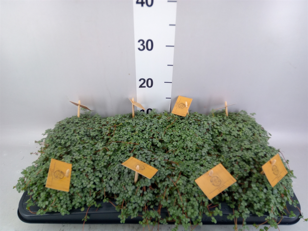 Pilea Greyzy 12Ø 20cm