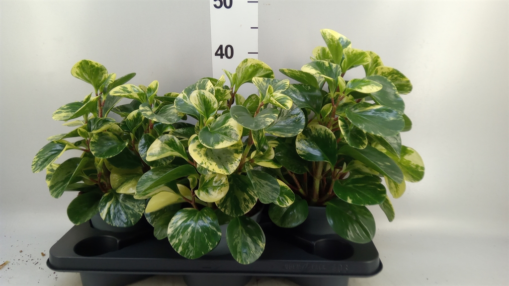 Peperomia Obtusifolia Variegata 17Ø 32cm