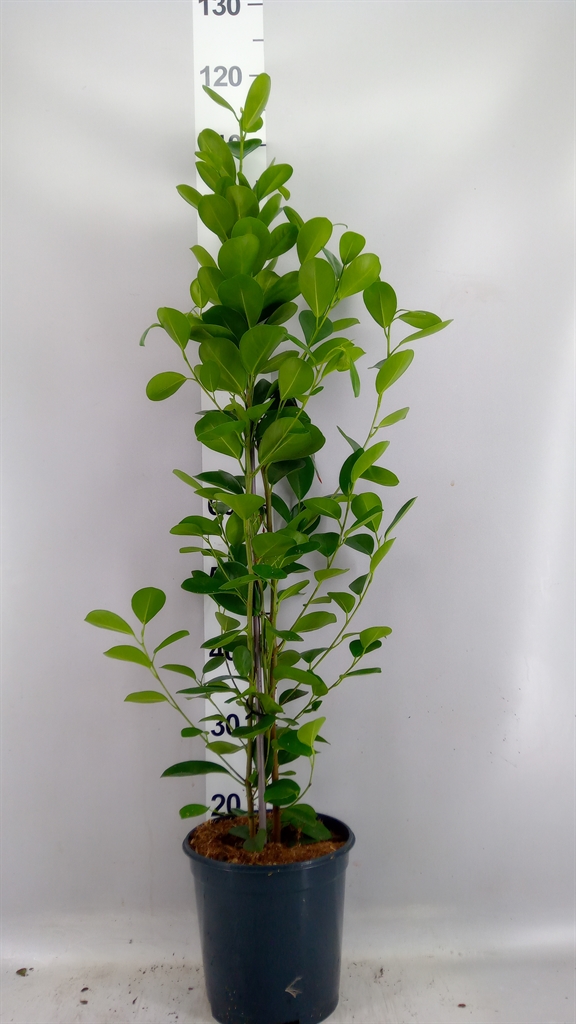 Ficus Microcarpa Moclame 21Ø 105cm