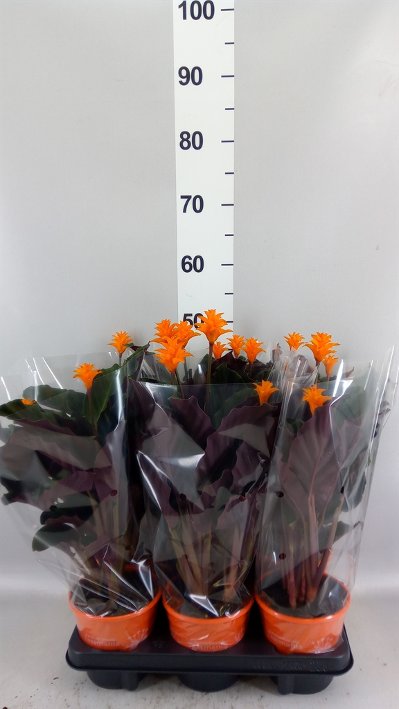 Calathea Tassmania 14Ø 35cm