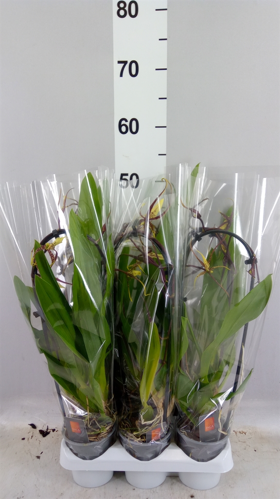 Bratonia Toscane 9Ø 30cm