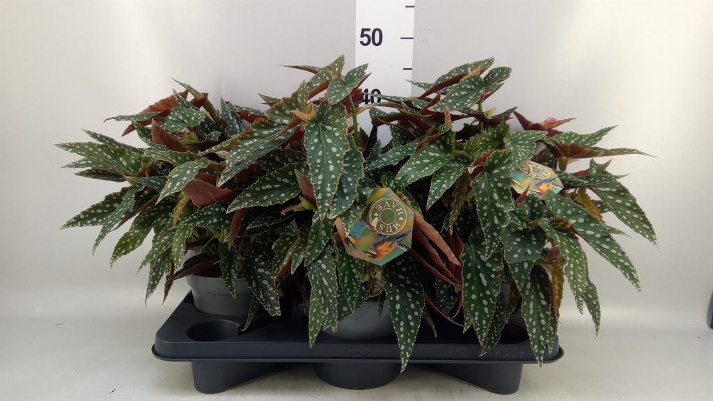 Begonia Foliage Maculata Spotlight Green 17Ø 35cm