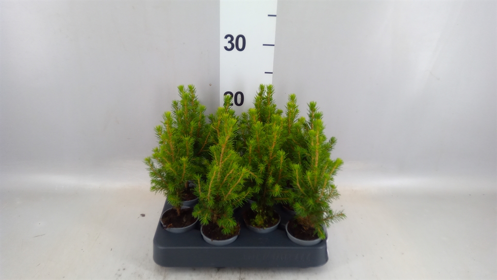Picea Glauca Conica 6Ø 25cm
