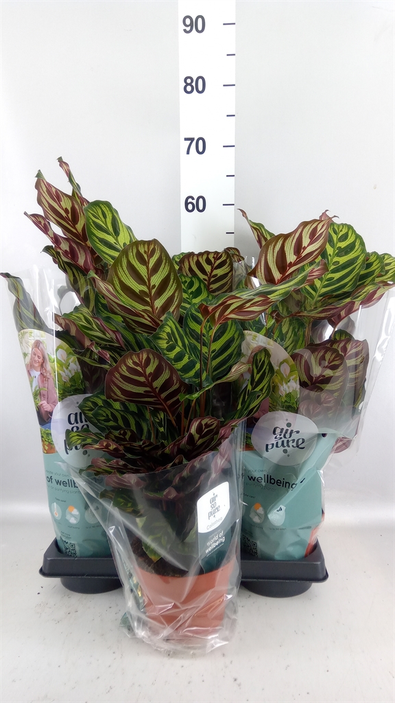 Calathea Makoyana 14Ø 35cm