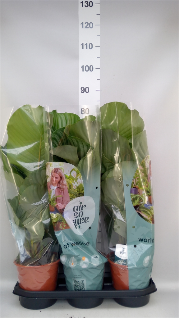 Calathea Orbifolia 19Ø 70cm